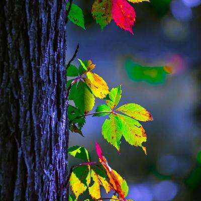 户员可以补办户口吗